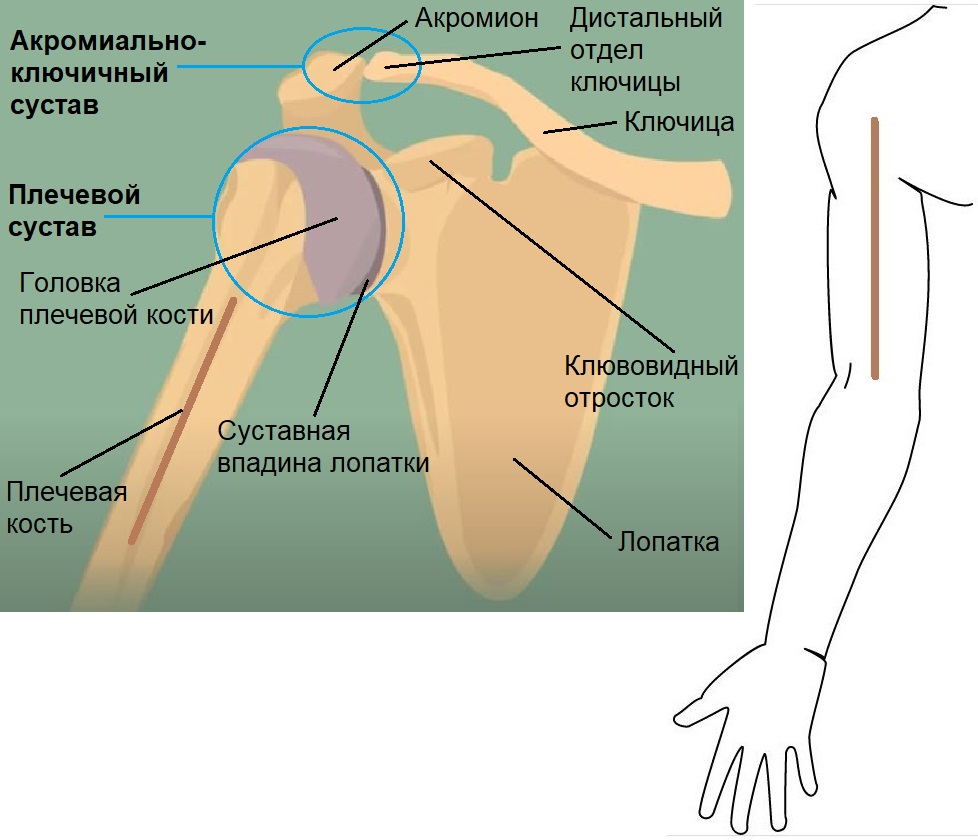 Жим лежа без травм